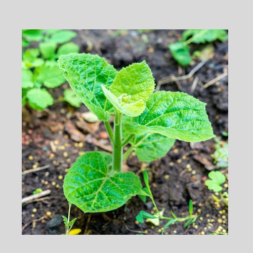 Baby Paulownia